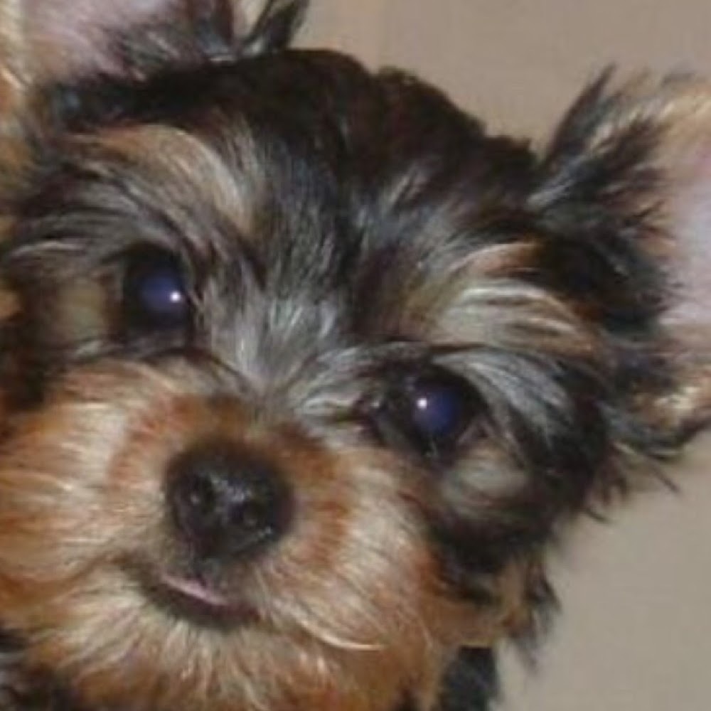 Meet your Posher, Lynette